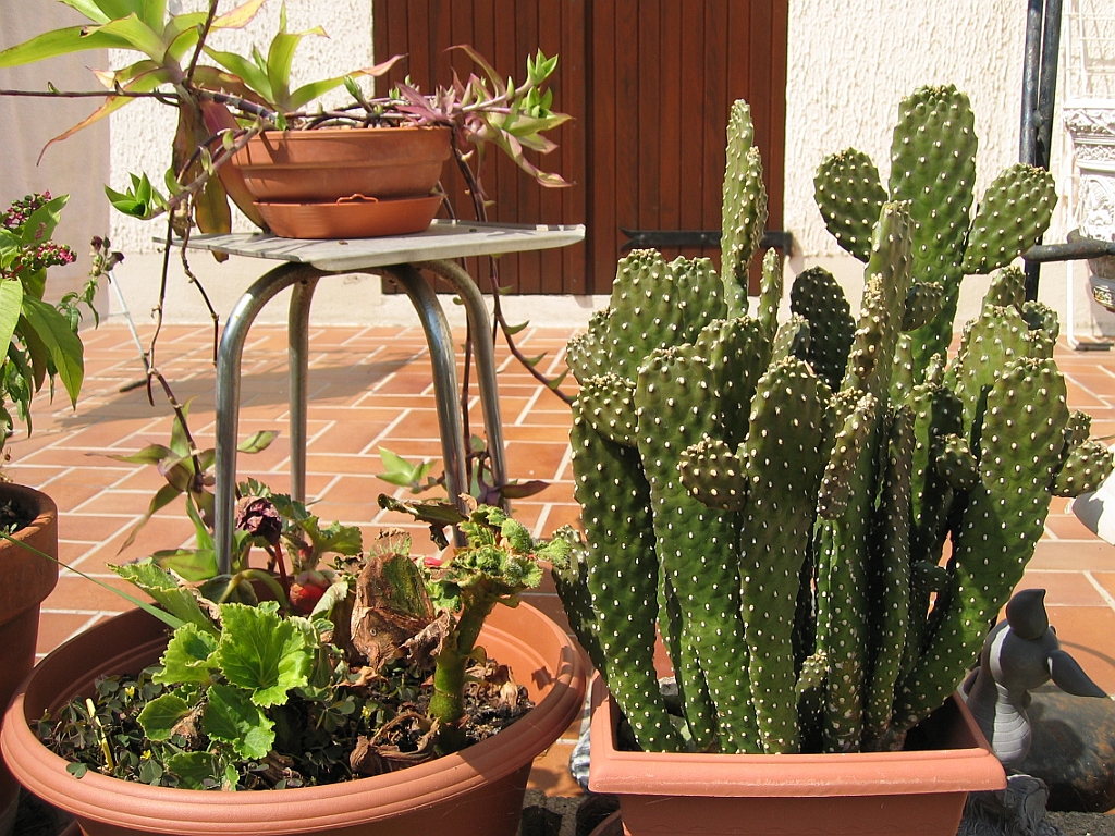 Cactus et terrasse.jpg